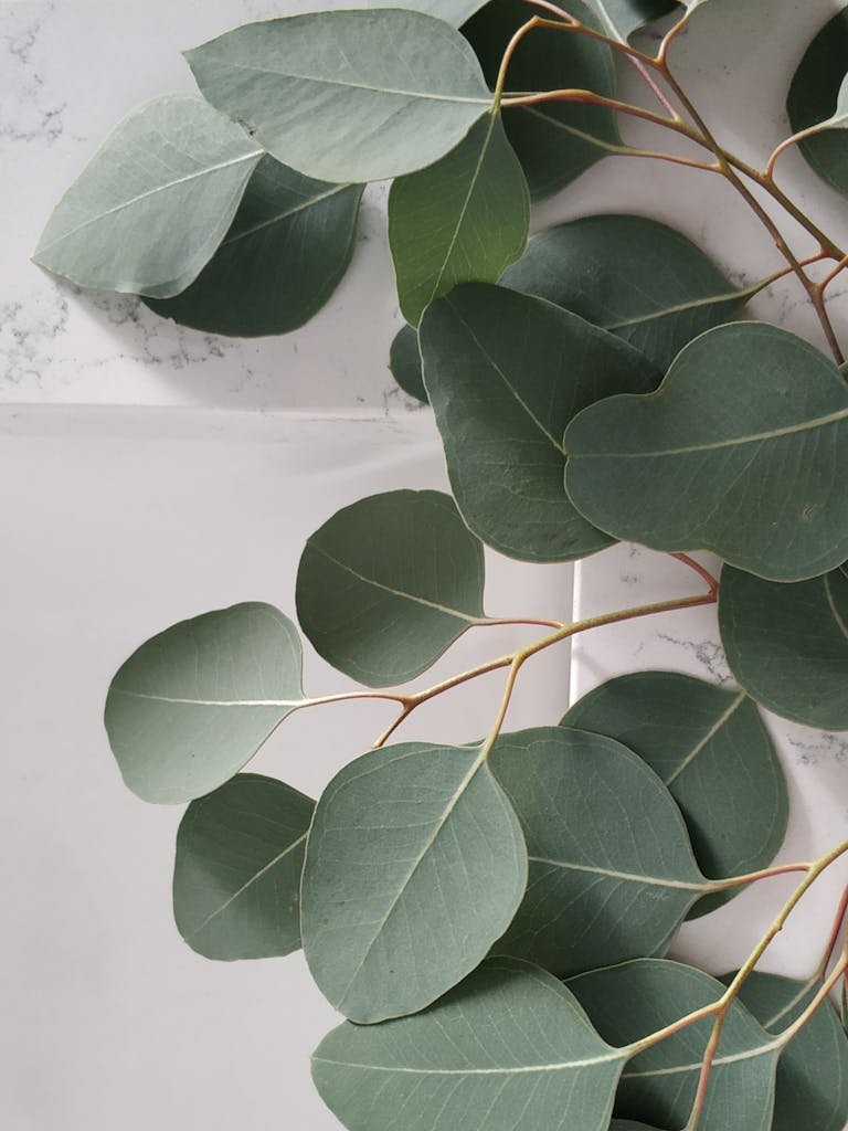 Eucalyptus leaves artistically arranged on a marble background creating a serene natural pattern.