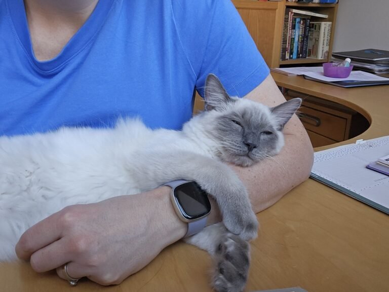 Cool cat having a cuddle